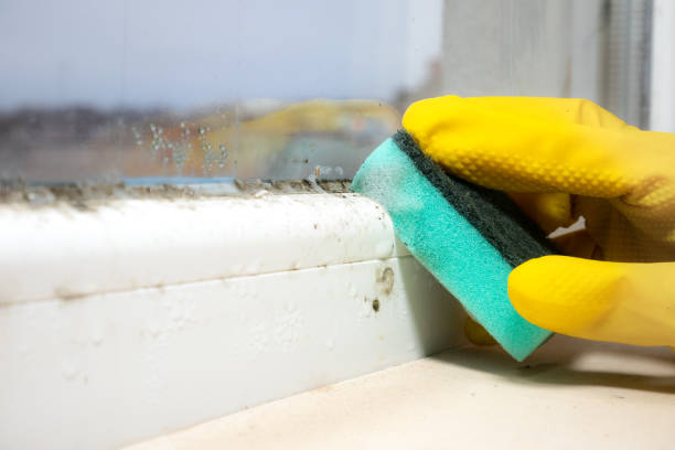 Mold Documentation for Insurance Claims in Seabrook, MD